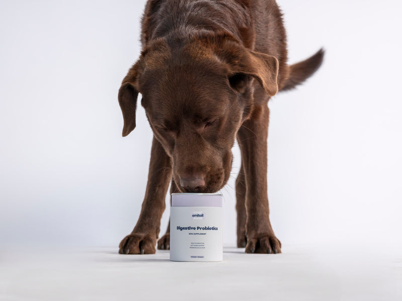 Digestive Probiotics Supplement