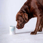 Dental Care Powder