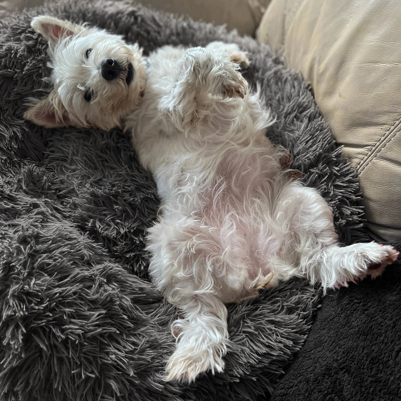 Calming Bed for Dogs