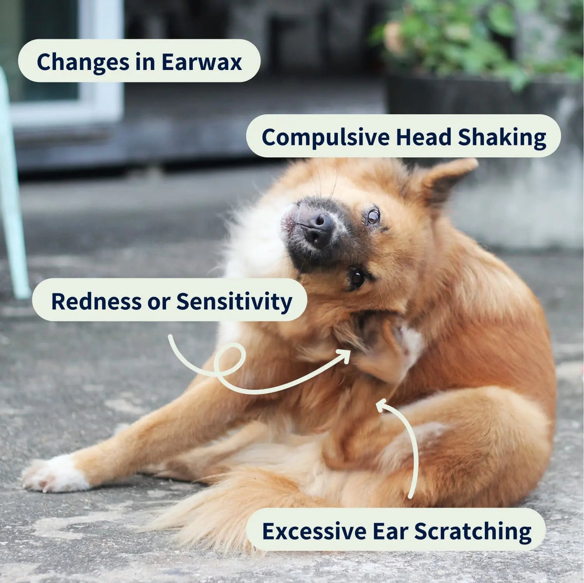 Ear Cleaner